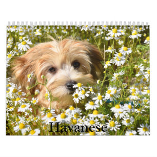 Calendário do Havanês