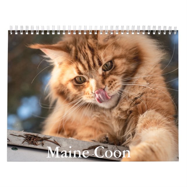 Calendário do Maine Coon (Capa)