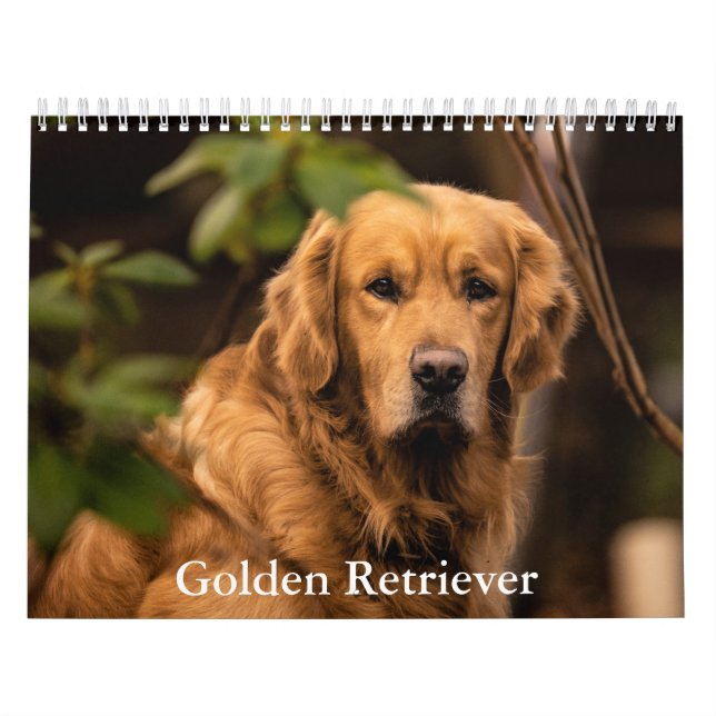Calendário do ouro Retriever (Capa)