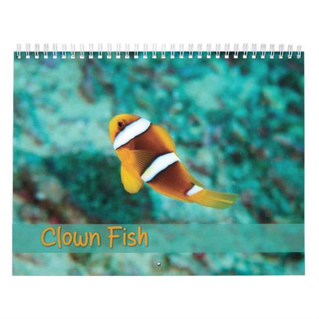 Calendário do Peixe-Palha - Peixe-Anêmona (Capa)