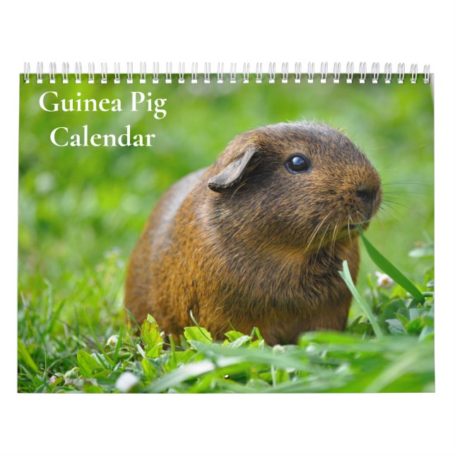 Calendário do Porco da Guiné 2025 (Capa)