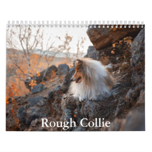 Calendário do Rough Collie