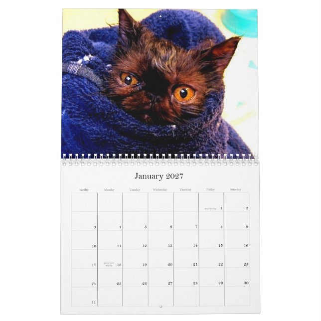 Calendário do salvamento da raça do gato do (Jan 2027)