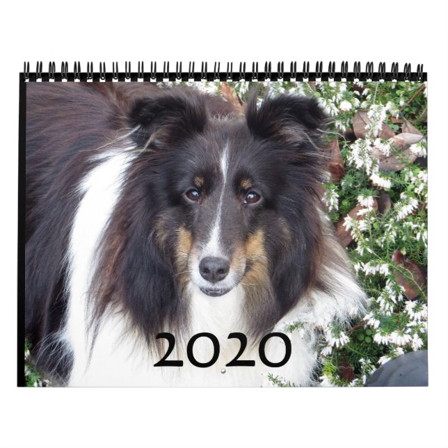 Calendário do Sheltie (Capa)