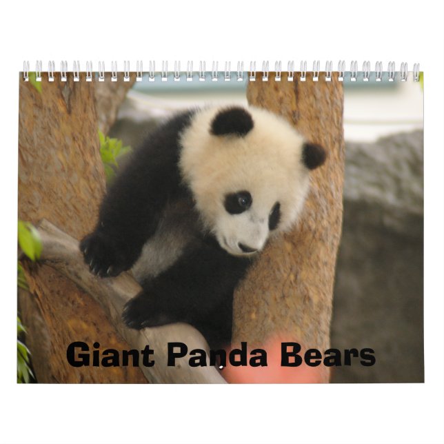 Calendário do urso de panda gigante, ursos de (Capa)