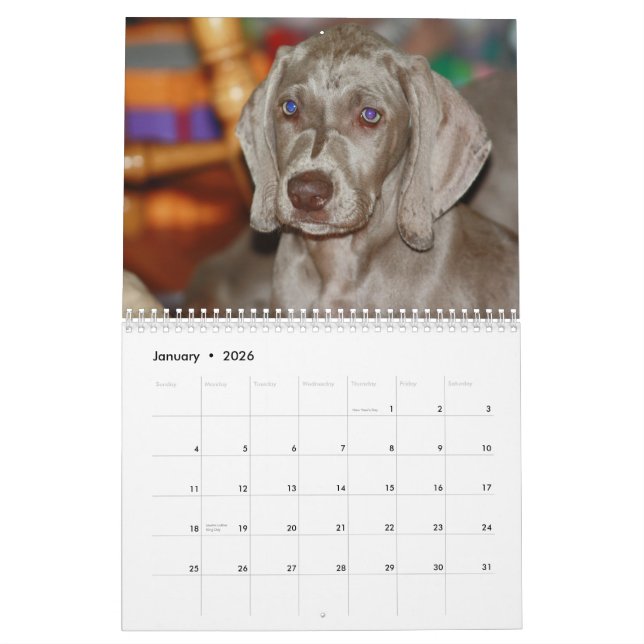Calendário do Weimaraner (Jan 2026)