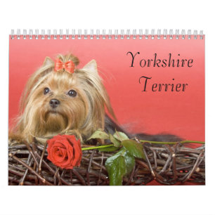 Calendário do yorkshire terrier