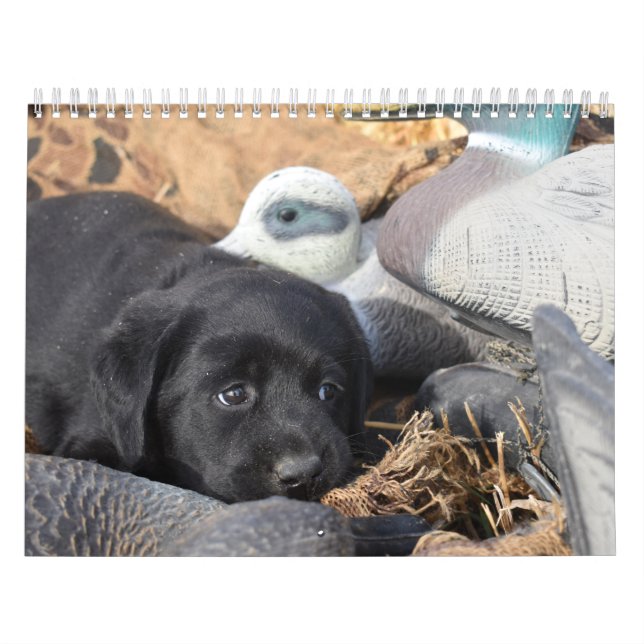 Calendário dos Cuppies do Labrador Retriever (Capa)