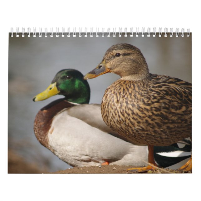 Calendário dos desportistas dos Patos-reais (Capa)