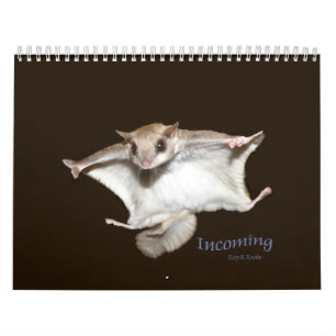 Calendário dos esquilos de vôo