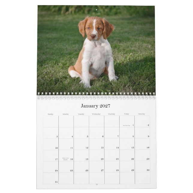 Calendário dos filhotes de cachorro de Brittany (Jan 2027)