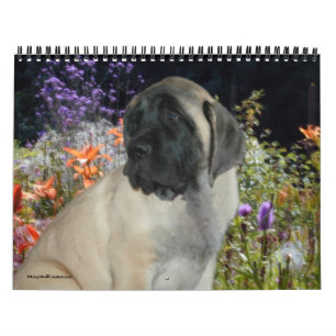 Calendário dos filhotes de cachorro do Mastiff