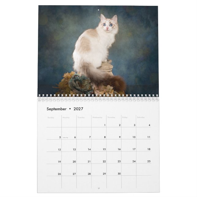 Calendário dos Kittens Ragdoll Doce (Set 2027)