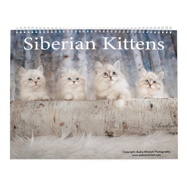 Calendário dos Kittens Siberianos (Capa)