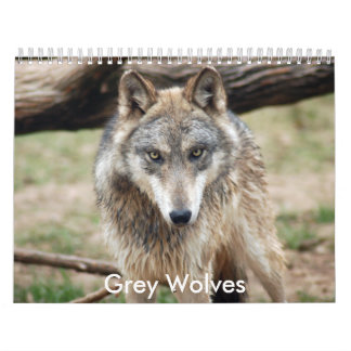 Calendário dos lobos cinzentos, lobos cinzentos