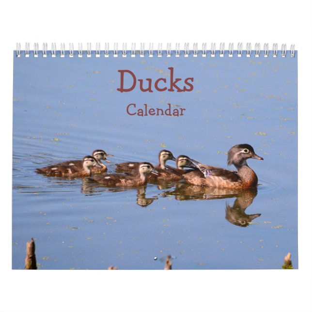 Calendário dos Patos (Capa)