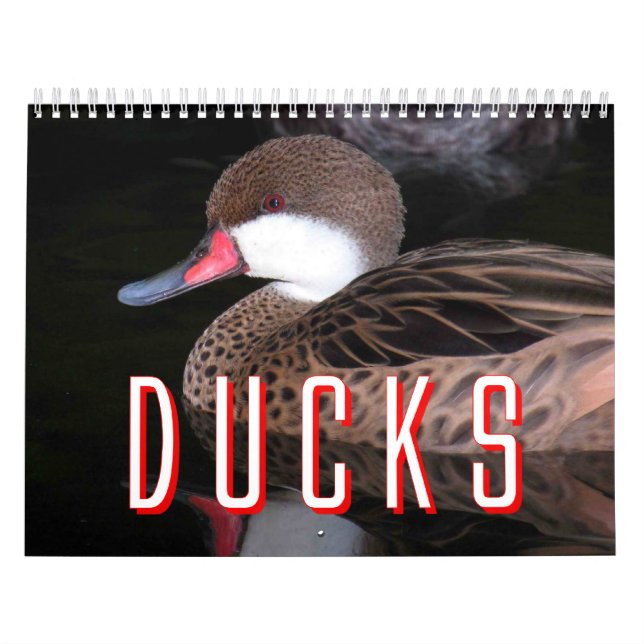 Calendário dos patos (Capa)