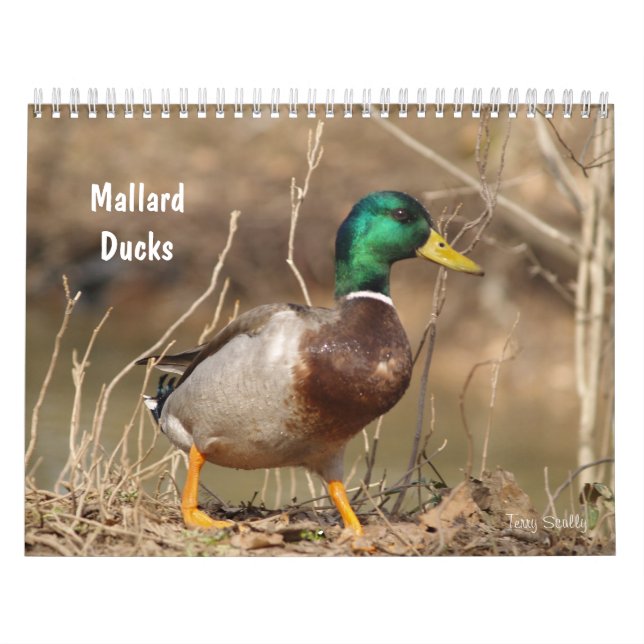 Calendário dos Patos-Alarde Caça (Capa)