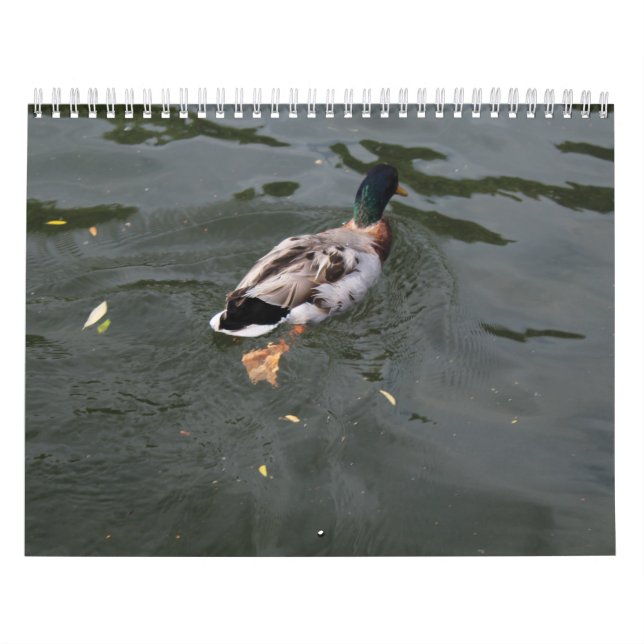 Calendário dos Patos Selvagens 2022 (Capa)
