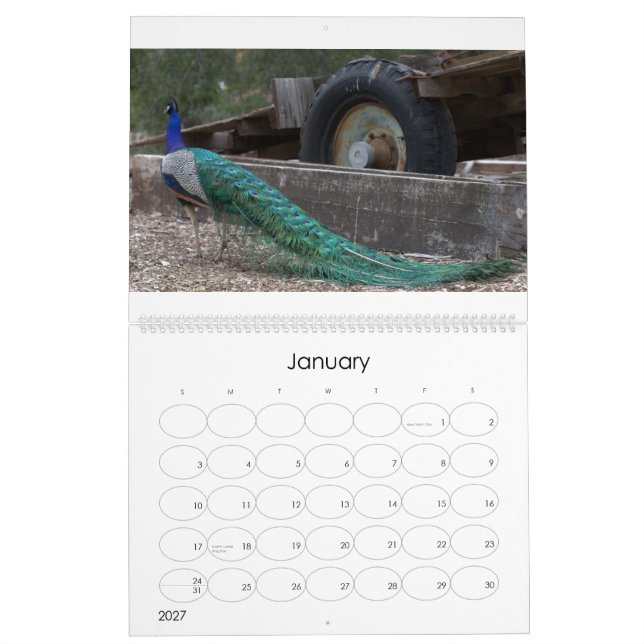 Calendário dos pavões (Jan 2027)