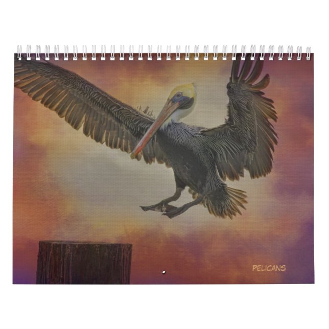 Calendário dos pelicanos (Capa)