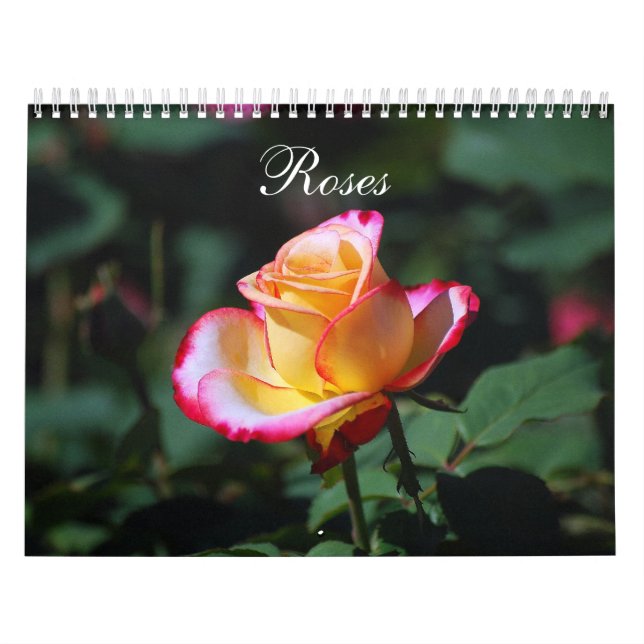 Calendário dos rosas 2012 (Capa)