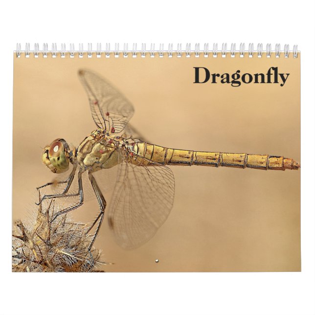 Calendário Dragonfly 2025 (Capa)
