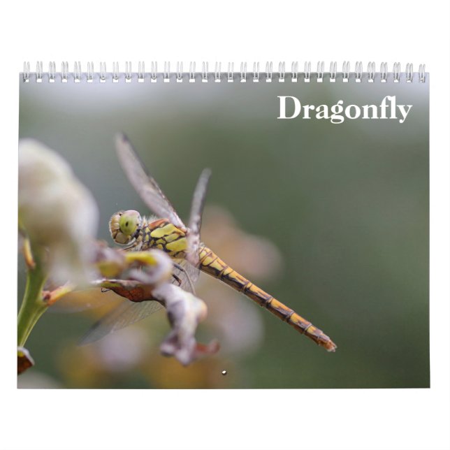 Calendário Dragonfly 2025 (Capa)