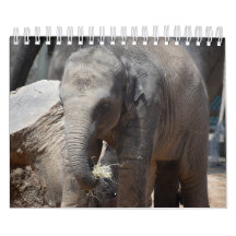 Elefante