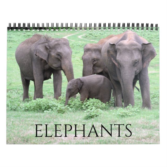 Calendário elefantes 2026 (Capa)