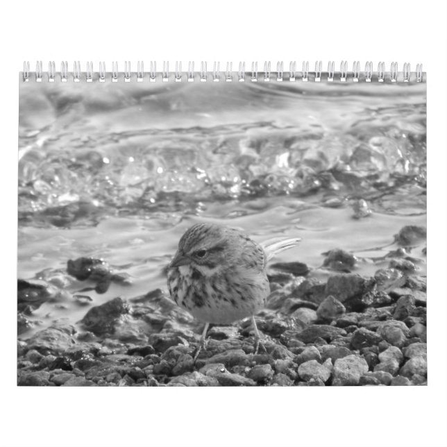 Calendario engodo fotos de pájaros en blanco o (Capa)