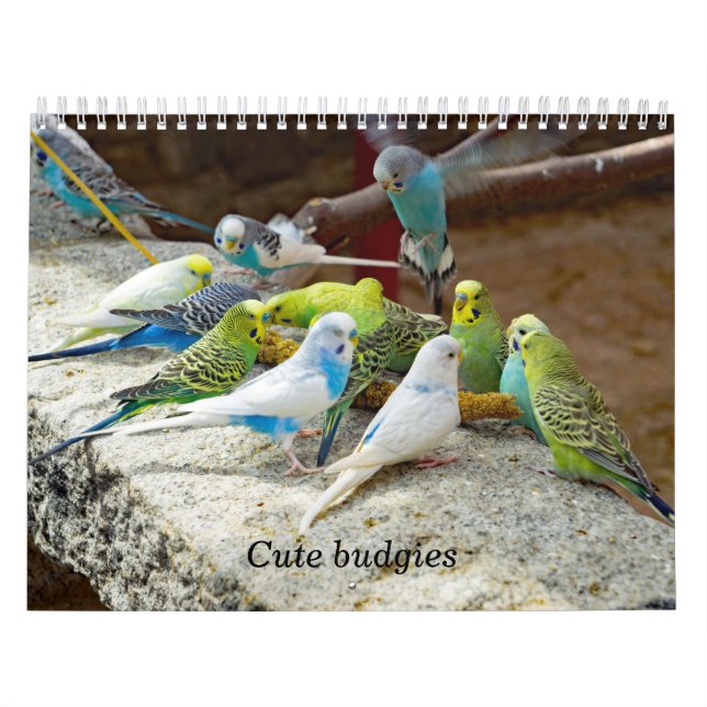 Calendário Esforços bonitos - instantâneos dos pequenos pássa (Capa)