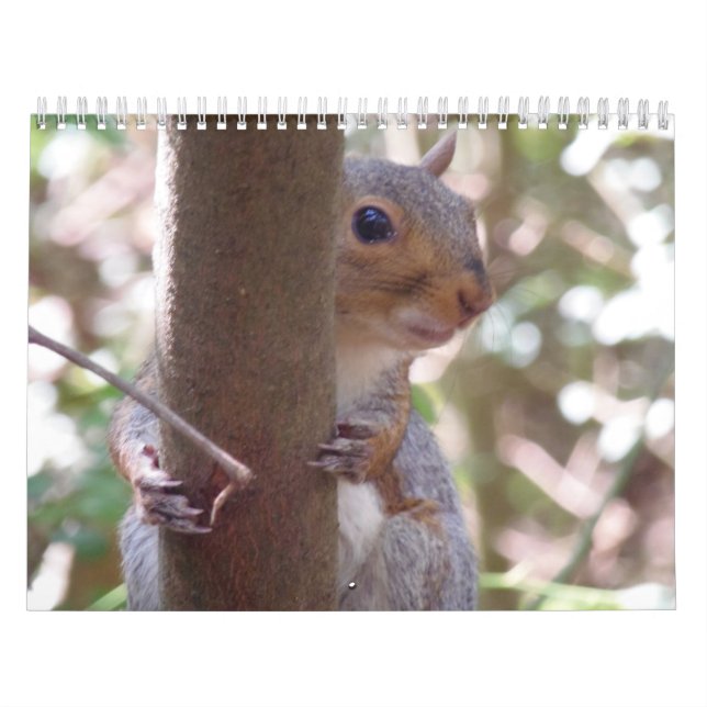 Calendário Esquilos (Capa)