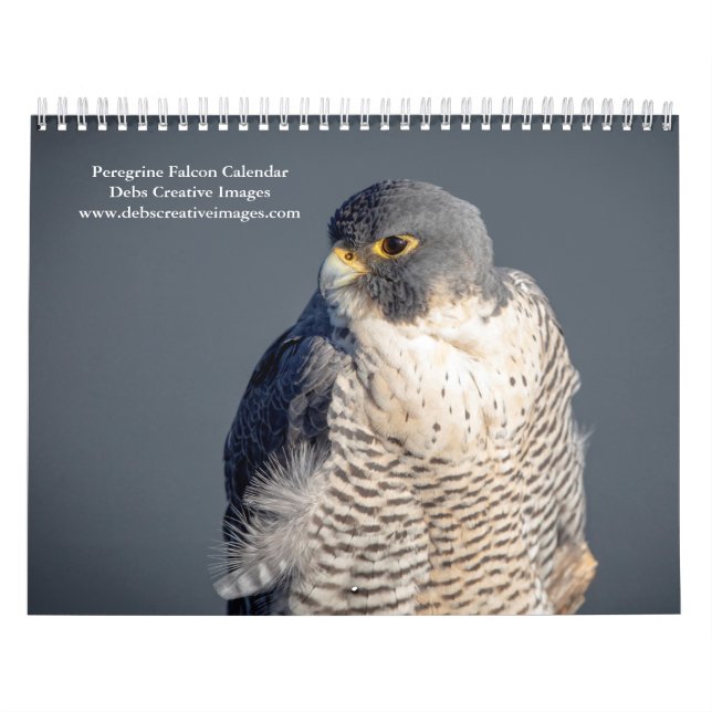 Calendário Falcão Peregrine 2026 (Capa)