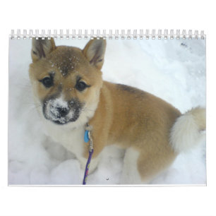 Calendário filhote 3 shiba inu.png