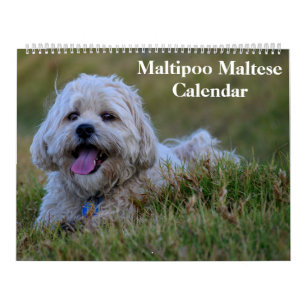 Calendário Filhote de Maltipoo Maltês 2027