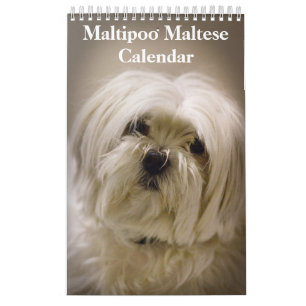 Calendário Filhote de Maltipoo Maltês 2027