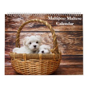 Calendário Filhote de Maltipoo Maltês 2027