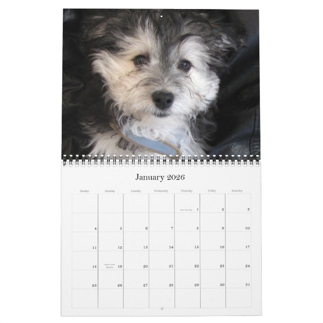 Calendário Filhotes de cachorro 2011 de Havanese Rescu (Jan 2026)