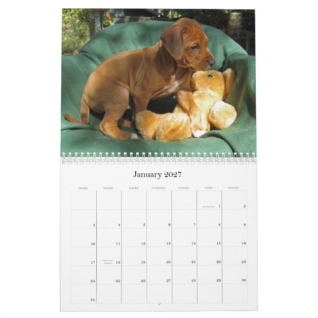 Calendário Filhotes de cachorro 2012 de Rhodesian Ridgeback (Jan 2027)