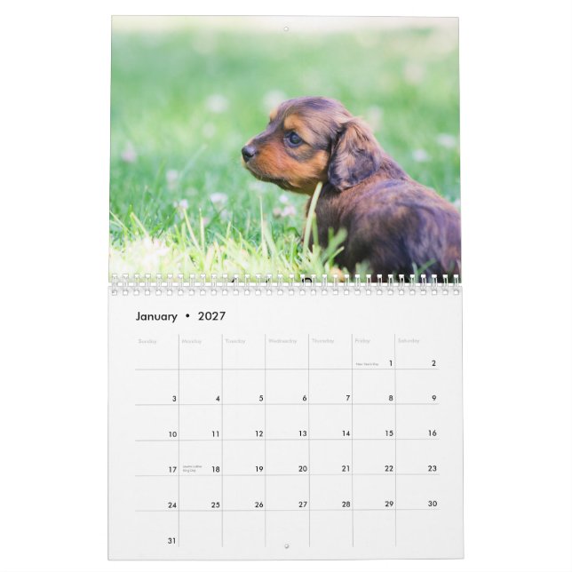 Calendário Filhotes de cachorro 2013 do Dachshund (Jan 2027)