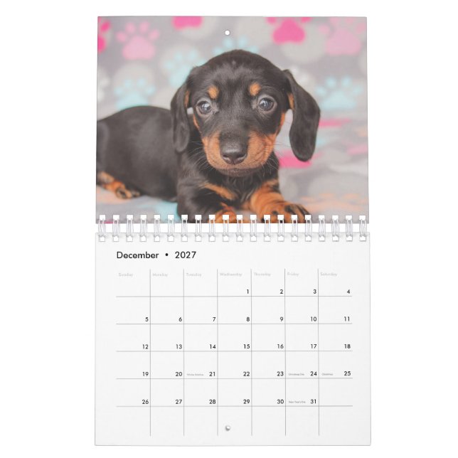 Calendário Filhotes de cachorro do Dachshund (Dez 2027)