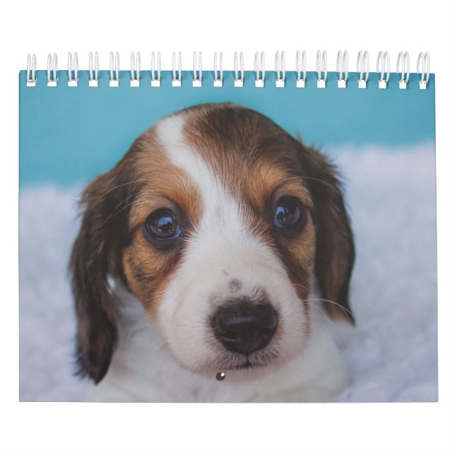 Calendário Filhotes de cachorro do Dachshund (Capa)