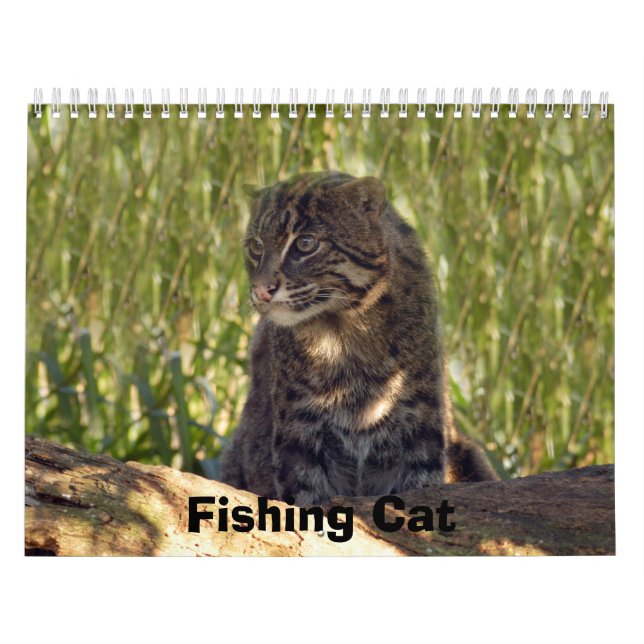 Calendário FishingCat008, pescando o gato (Capa)