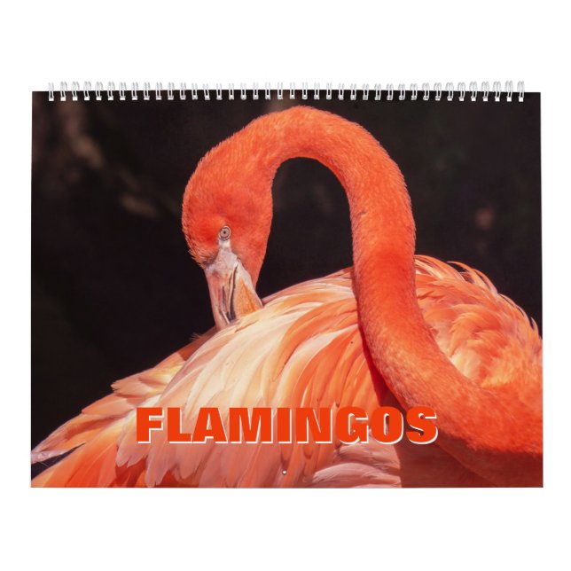Calendário Flamingos (Capa)