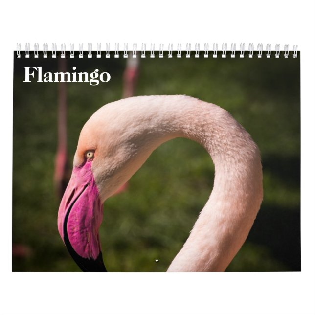 Calendário Flamingos 2027 (Capa)