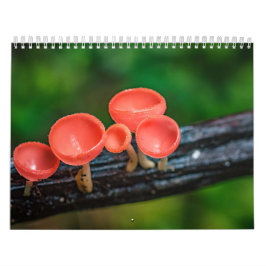 Calendário Foto de Cogumelo Encantado de 2026