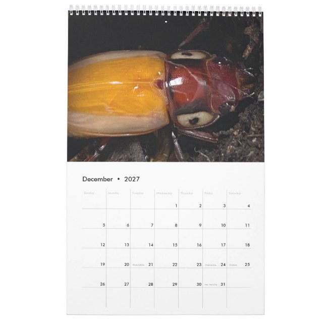 Calendário Foto do artista (Dez 2027)