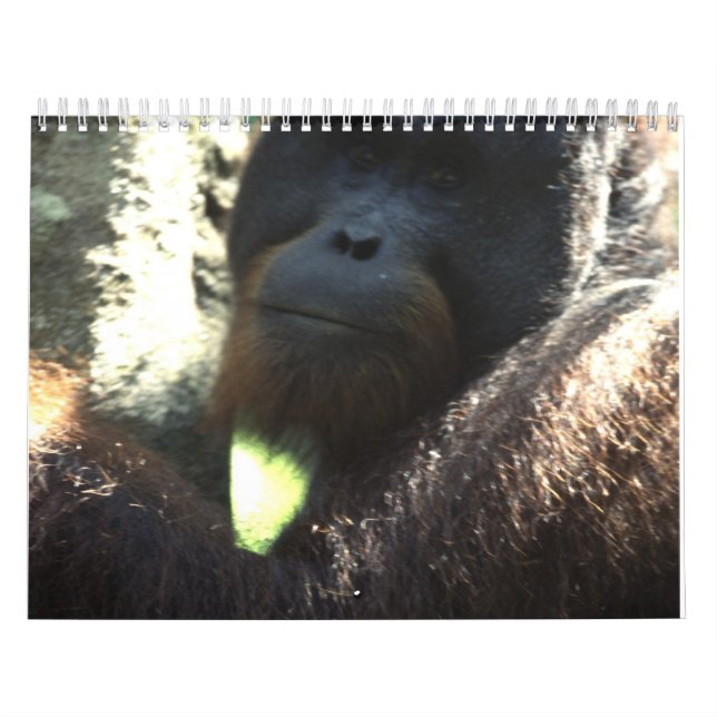 Calendário Fotografia 2011 dos animais selvagens (Capa)