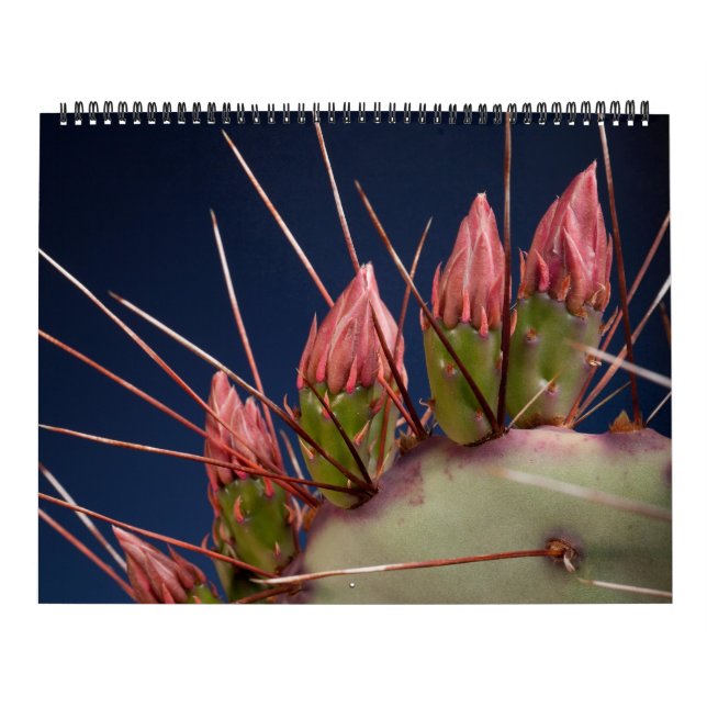 Calendário Fotografia de Belas Artes de Cactos e Suculentes (Capa)